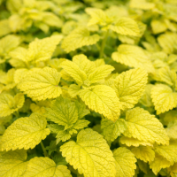Melissa medicinală Gold Leaf 15 sem.