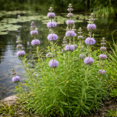 Mentă cervină 20 sem.
