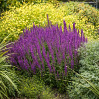 Nepeta tuberoasă 20 sem.