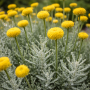 Santolină cipresoidă tomentoasă 10 sem.