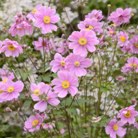 Anemonă japoneză 10 sem.