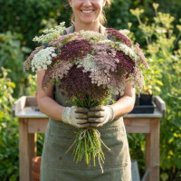 Daucus Purple Kisses 10 sem.