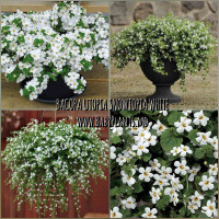 Bacopa Utopia Snowtopia White 5 sem.