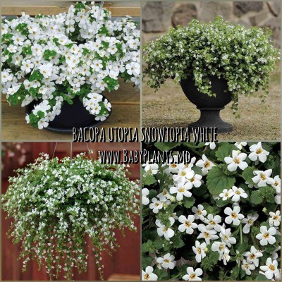 Bacopa Utopia Snowtopia White 5 sem.