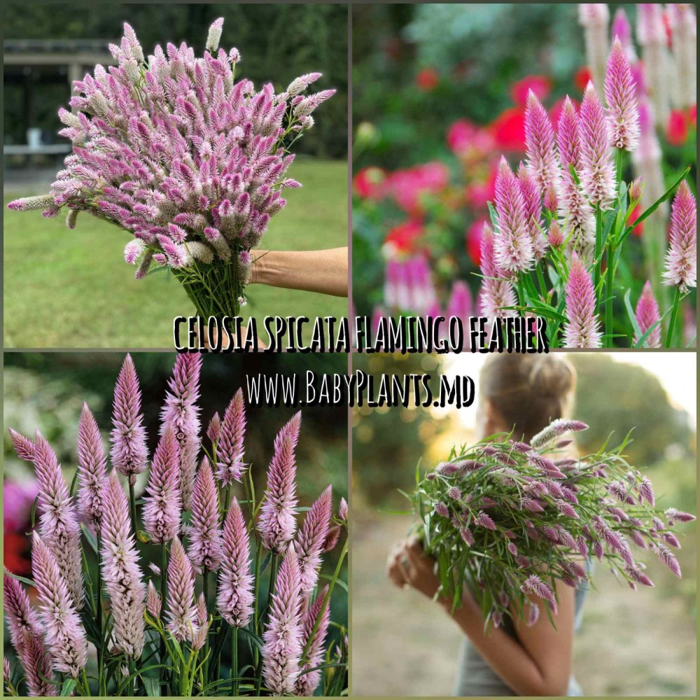 Celosia spicata Flamingo Feather 20 sem.