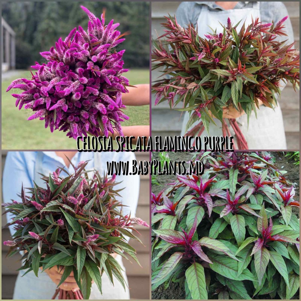 Celosia spicata Flamingo Purple 20 sem.