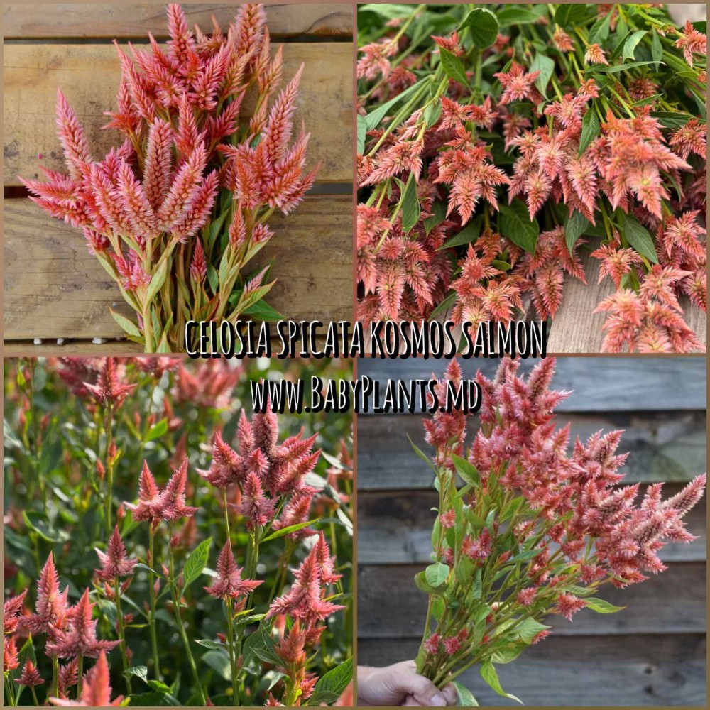Celosia spicata Kosmo Salmon 5 sem.