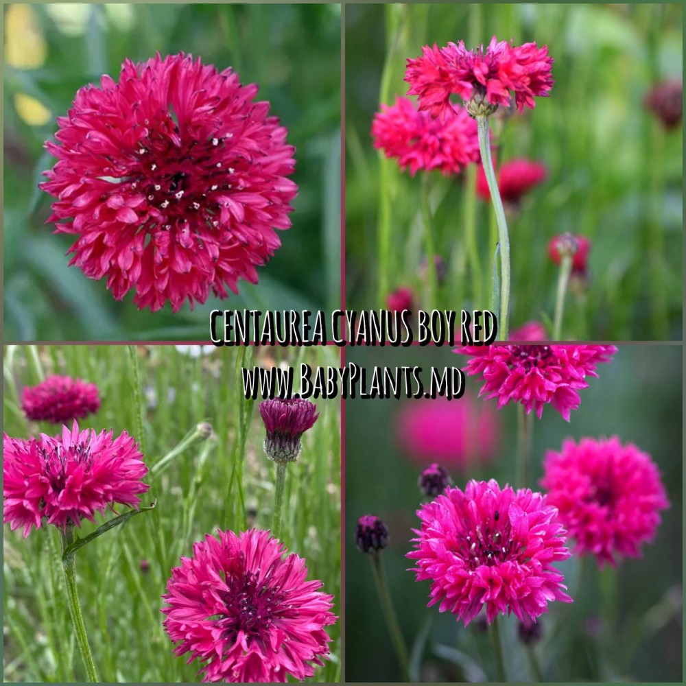 Albastrea Boy Red 0.2g