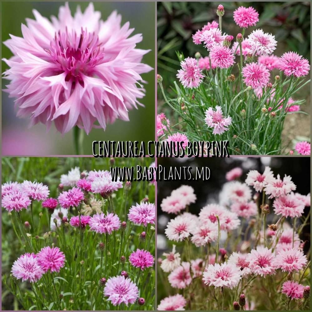 Albastrea cyanus Boy Pink 0.2g