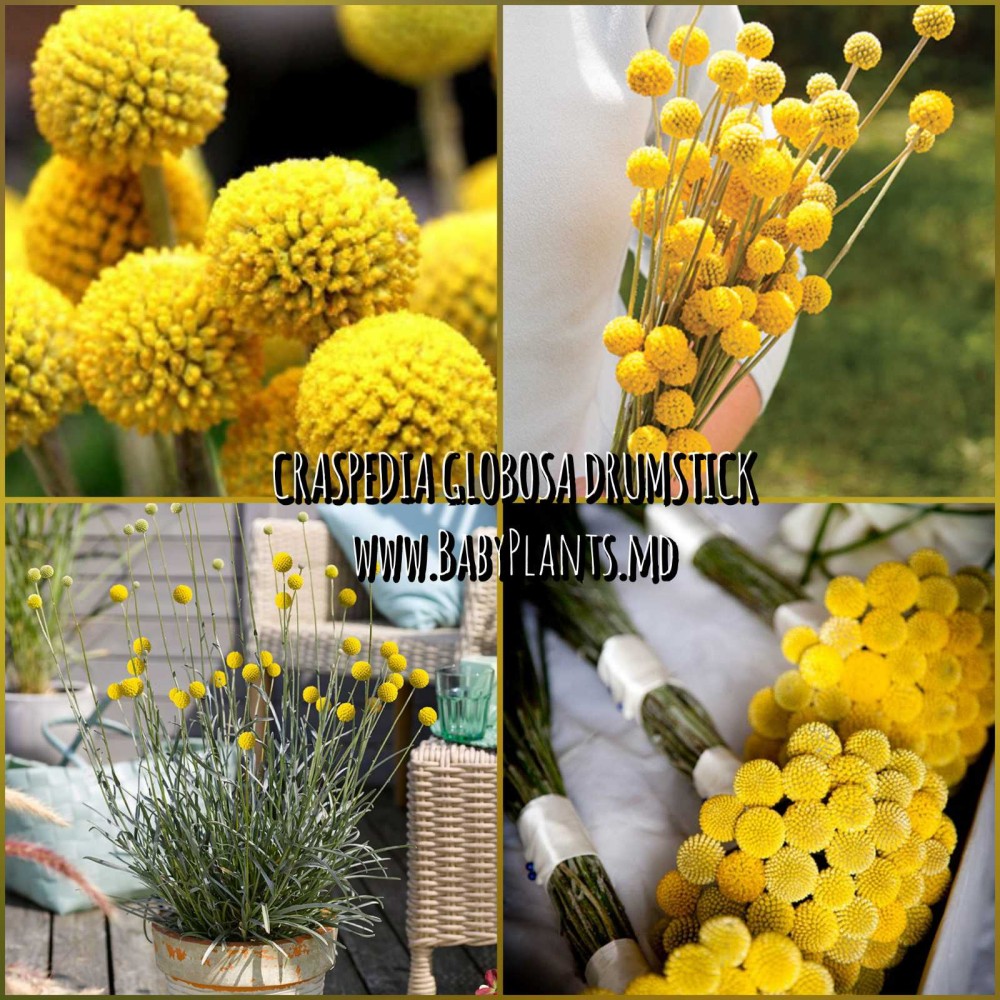 Craspedia globosa Drumstick 5 sem.