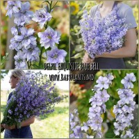 Delphinium anual Exquisite Blue Bell 0.1g