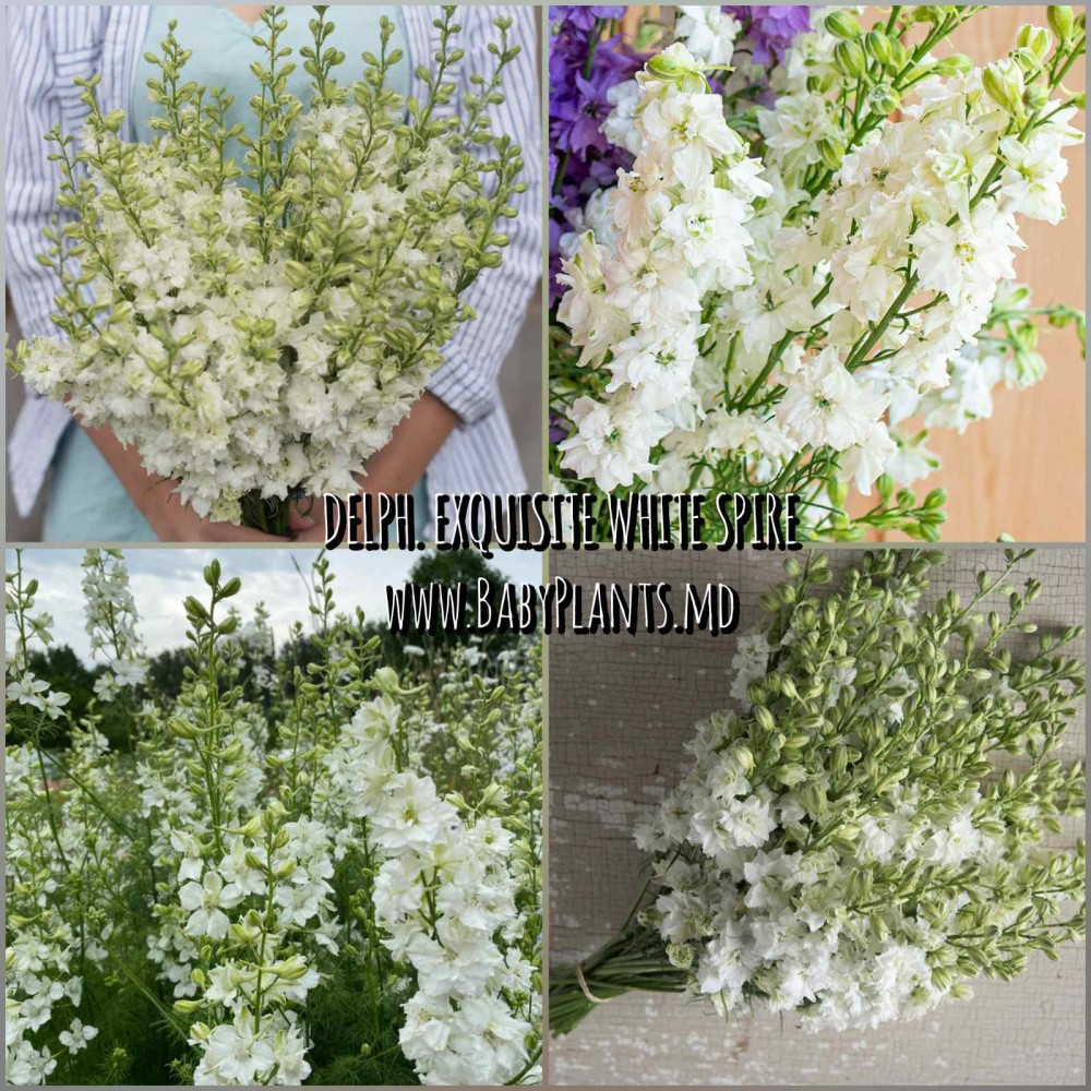Delphinium anual Exquisite White Spire 0.1g