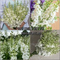 Delphinium anual Exquisite White Spire 0.1g