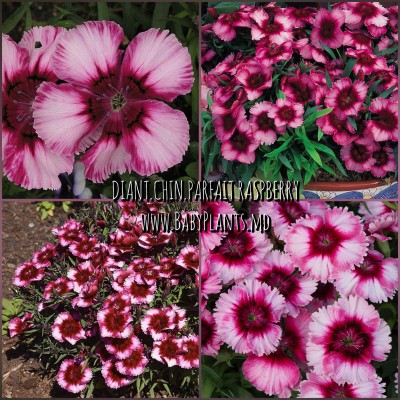 Garoafa chinezeasca Parfait Raspberry 5 sem.