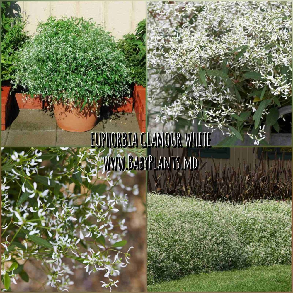 Euphorbia Glamour White 3 sem.
