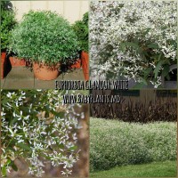 Euphorbia Glamour White 3 sem.