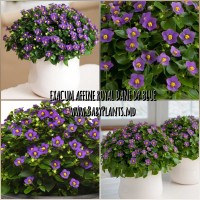 Exacum affine Royal Dane DP Blue 3 sem.