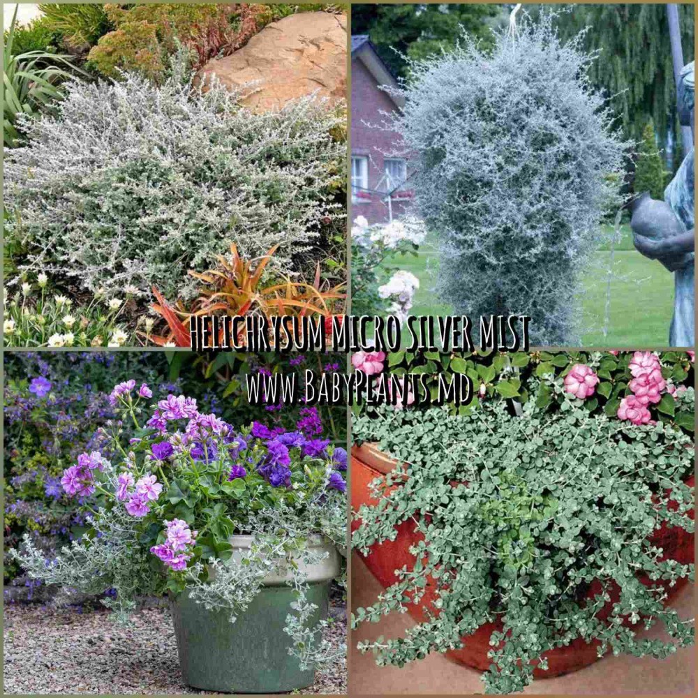 Helichrysum microphyllum Silver Mist 3 sem.