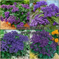 Heliotrop Marine Blue 10 sem.