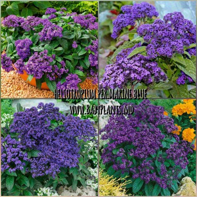 Heliotrop Marine Blue 10 sem.