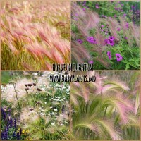 Orz ornamental Hordeum jubatum 5 sem.