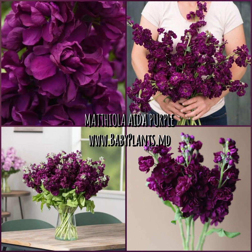 Levcoi Aida Purple 10 sem.