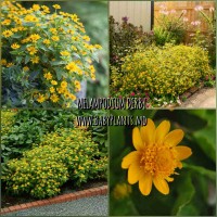 Melampodium Derby® 10 sem.