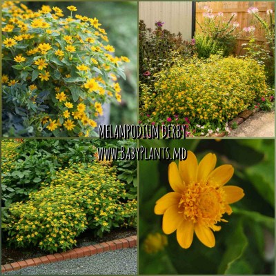 Melampodium Derby® 10 sem.