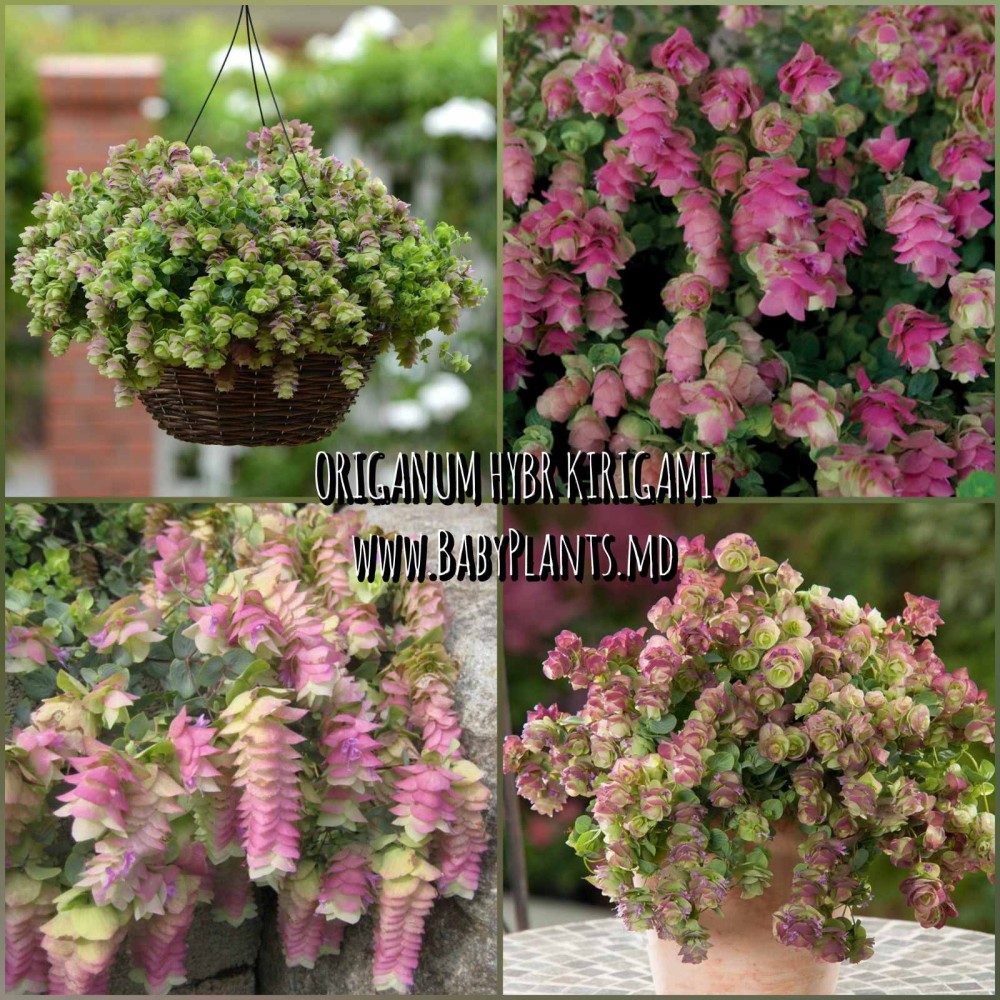 Oregano hibrid Kirigami 5 sem.