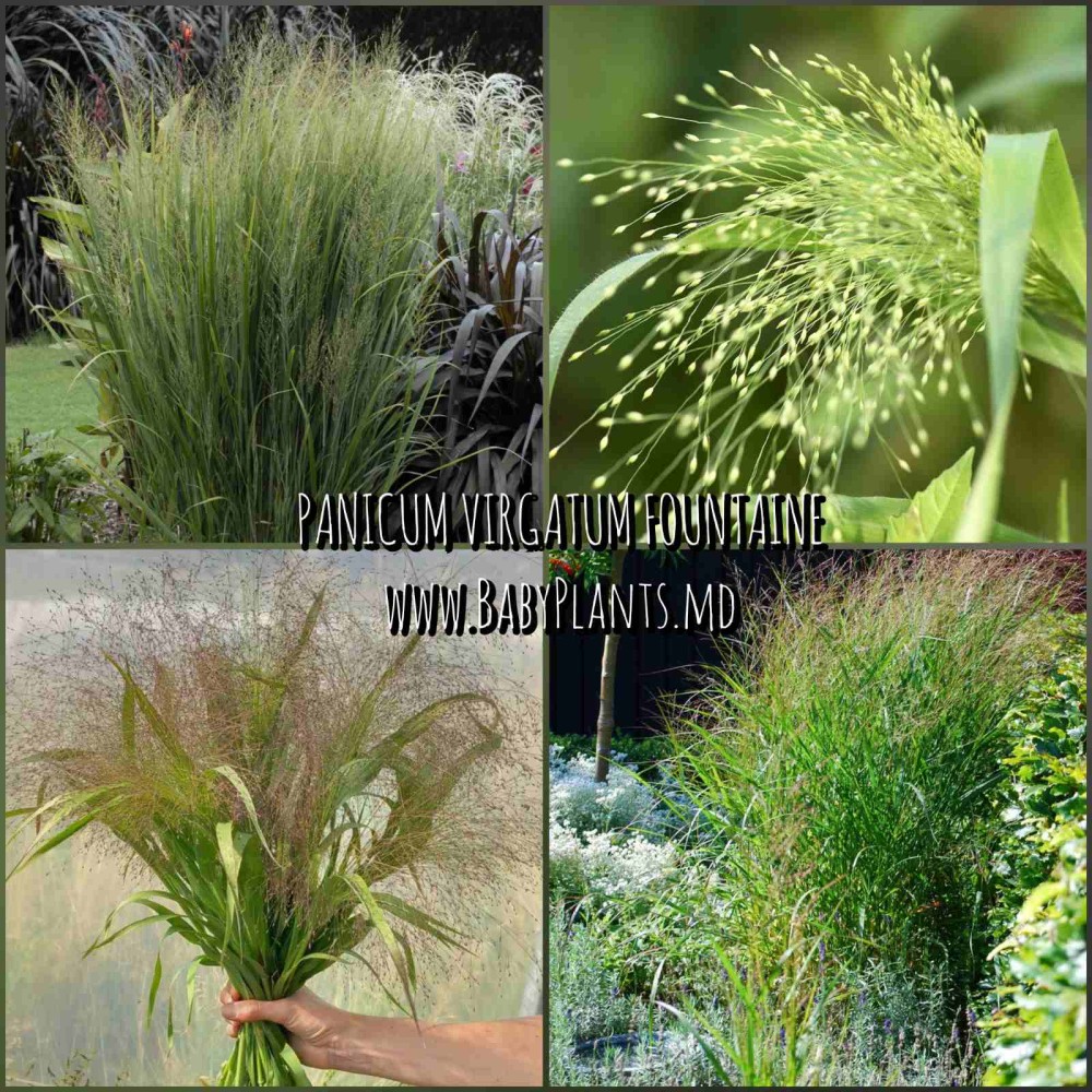 Panicum virgatum Fountaine 10 sem.