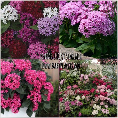 Pentas Lucky Star® Mix 5 sem.