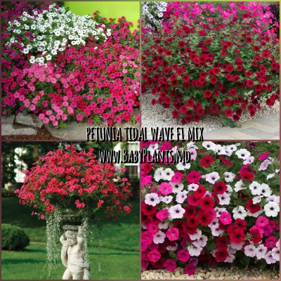 Petunie Tidal Wave® F1 Mix 5 sem.