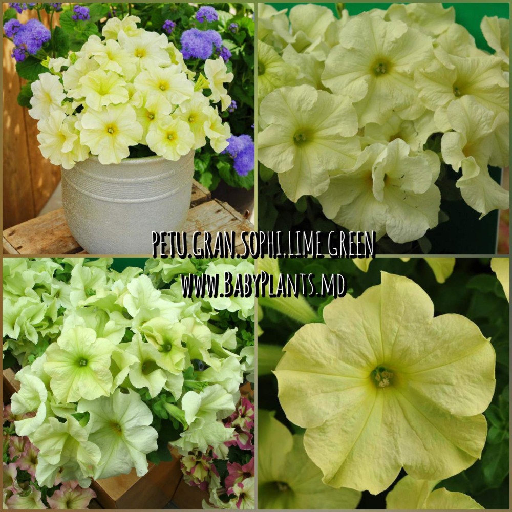 Petunie cu flori mari Sophistica® Lime Green 5 sem.