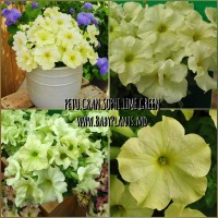 Petunie cu flori mari Sophistica® Lime Green 5 sem.