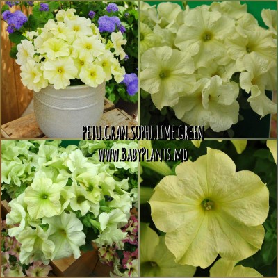 Petunie cu flori mari Sophistica® Lime Green 5 sem.