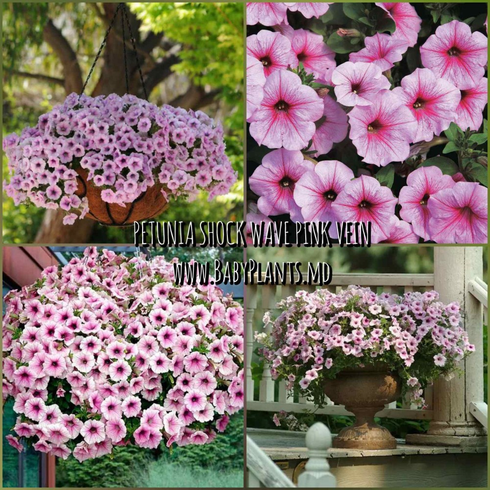 Petunie curgătoare Shock Wave® Pink Vein 5 sem.
