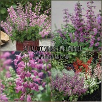 Salvia coccinea Summer Jewel Lavender 10 sem.