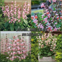 Salvia coccinea Summer Jewel Pink 10 sem.