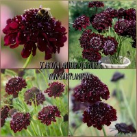 Scabiosa atropurpurea QIS Purple 0.1g