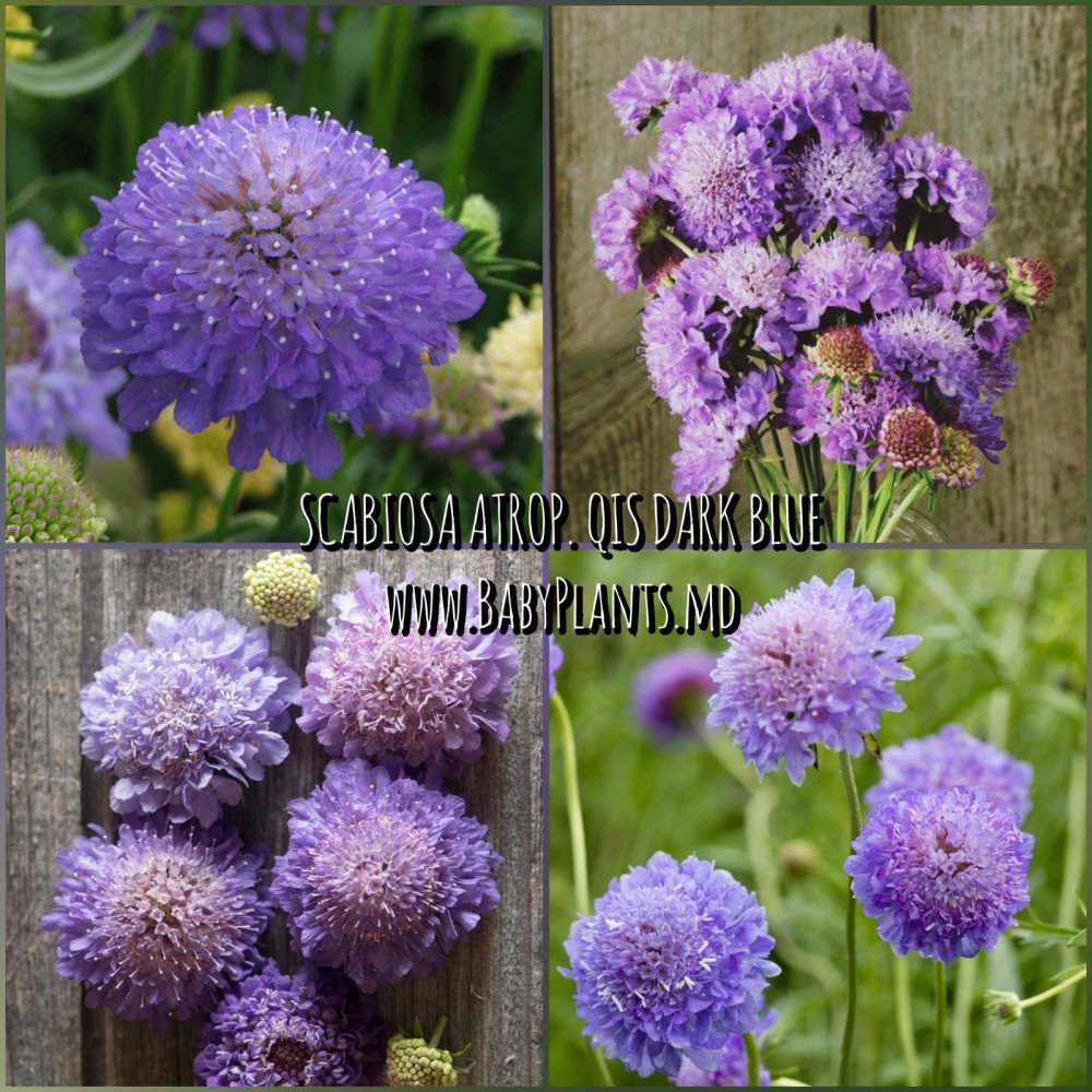 Scabiosa atropurpurea QIS Dark Blue 0.1g