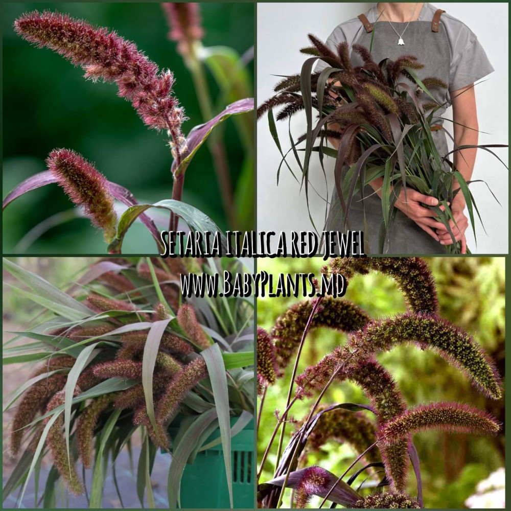 Setaria italica Red Jewel 0.1g