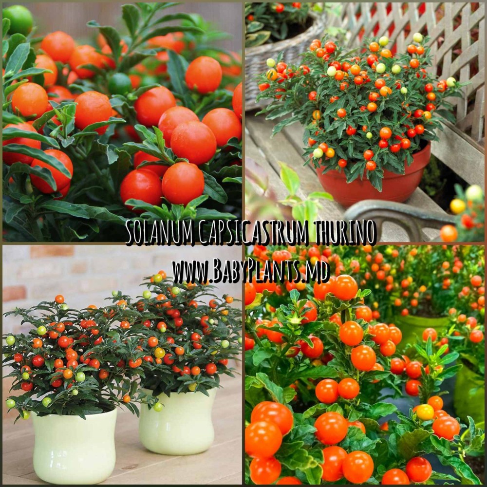 SOLANUM CAPSICASTRUM THURINO 5 sem.