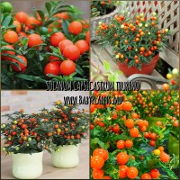 SOLANUM CAPSICASTRUM THURINO 5 sem.