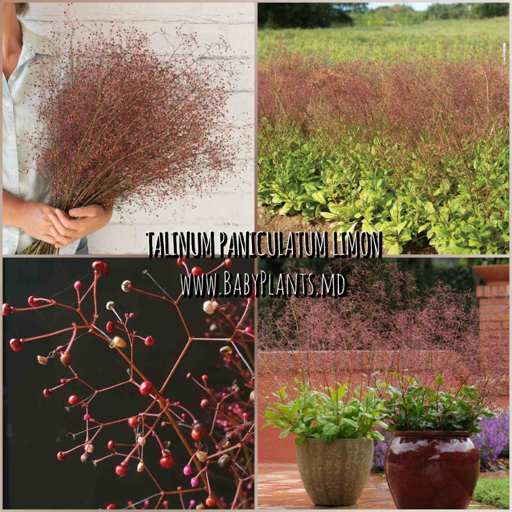 Talinum paniculatum Limon 3 sem.