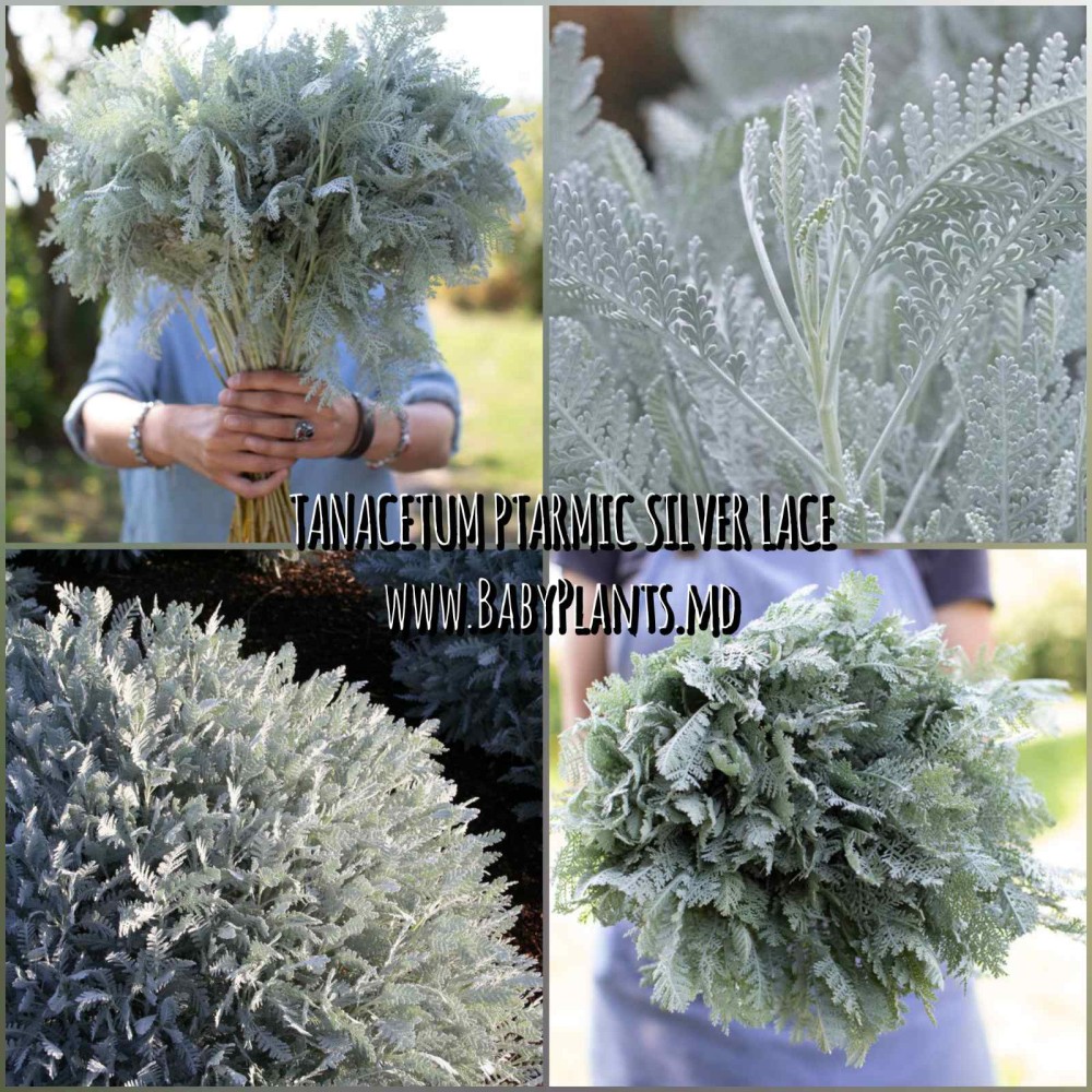 Tanacetum ptarmica Silver Lace 10 sem.