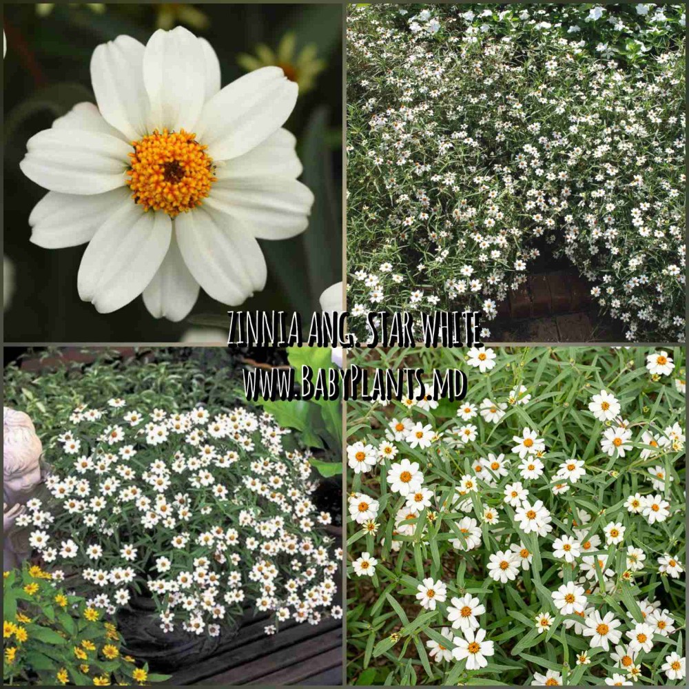 Zinnia angustifolia Star White 10 sem.
