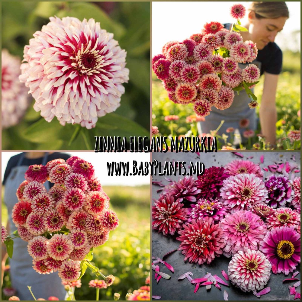 Zinnia elegans Mazurkia 0.1 g