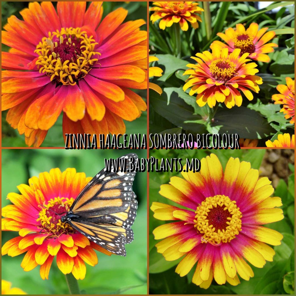 Zinnia haageana Sombrero Bicolour 0.1 g
