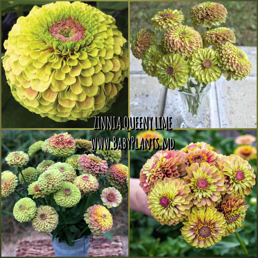 Zinnia Queeny Lime 10 sem.