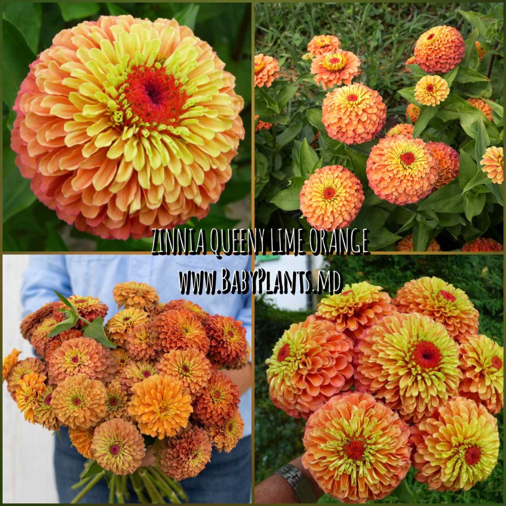 Zinnia Queeny Lime Orange 10 sem.